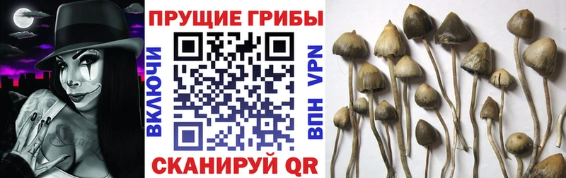 блэк спрут вход  купить наркоту  Хасавюрт  Псилоцибиновые грибы Psilocybine cubensis 
